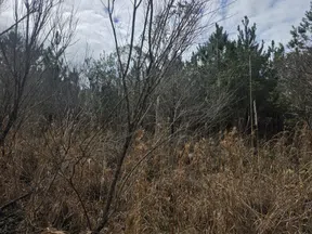 Dense dry grass and leafless trees in winter forest under cloudy sky with pine trees in background