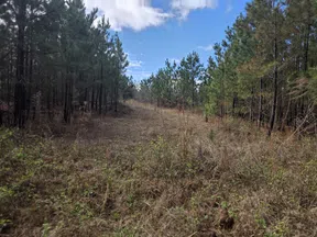 Clearing in a pine forest under a blue sky with scattered clouds, surrounded by green and brown vegetation.