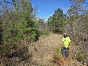 Man in neon green shirt walks through a dry grassy trail surrounded by pine trees on a sunny day.