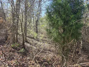 Sunlit forest scene with leafless trees, dense underbrush, and a mix of green and brown foliage.