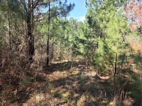 Sunlit forest area with dense pine trees and dry grass under a clear blue sky in winter.
