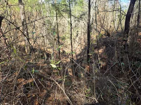 Dense forest scene with dry branches, sparse green leaves, and sunlight filtering through tall trees.