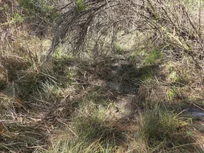 Dry, grassy creek bed under sparse trees with sunlight filtering through scattered branches and vegetation.