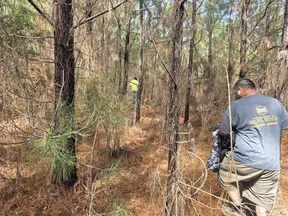 Two men walking through a dense pine forest with dry ground and scattered green pine needles in daylight.