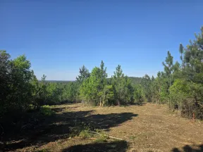 Cleared forest area with young trees and open sky under bright sunlight on a clear day.