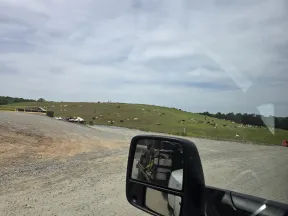 View of a grassy hill with grazing cows seen through a vehicle side mirror and gravel road in the foreground