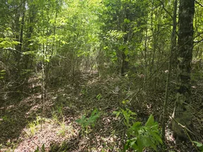 Dense green forest with sunlight filtering through tall trees and leafy underbrush covering the forest floor.