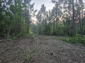 Cleared forest path with scattered branches surrounded by tall pine trees under a pale evening sky.