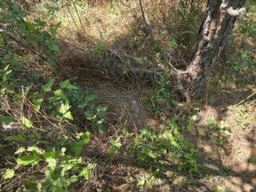 Forest floor with dry pine needles, green plants, and tree trunk under sunlight and shadows.