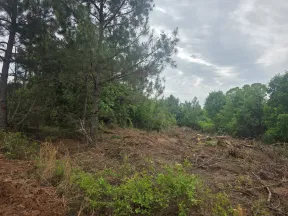 Cleared forest area with tree stumps, fallen branches, and green trees under a cloudy sky.