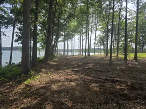Shaded forest area by a lake with sunlight filtering through tall trees on a clear day
