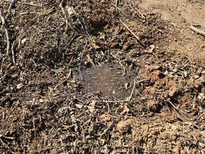 Close-up of rough soil with dry leaves, twigs, and a small muddy water patch in sunlight.
