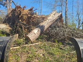 Heavy machinery grapple attachment holds debris near uprooted tree and logs during land clearing on a sunny day.
