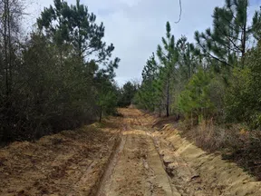 Muddy dirt road with tire tracks running through a forest of pine trees under a cloudy sky