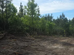 Dirt path with tire tracks in a forest clearing surrounded by green pine trees under a blue sky.