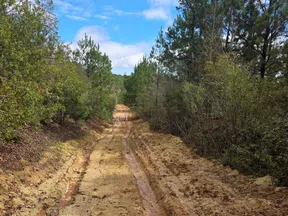 Muddy dirt road with deep tire tracks surrounded by green trees under a partly cloudy blue sky.