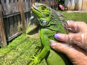 Close-up of a bright green iguana being held by a person wearing transparent gloves outdoors.