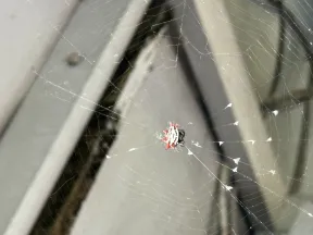 Close-up of a spiny spider with red and white markings on an intricate web against a blurred gray background.