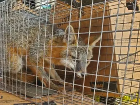 Gray fox with orange fur trapped inside a wire cage placed on stacked cardboard boxes indoors.