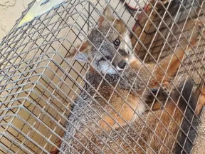 Gray fox with reddish fur lying inside a metal wire cage on a dusty floor.