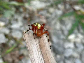 Close-up of a colorful spider with a yellow and black patterned body on a piece of wood outdoors.