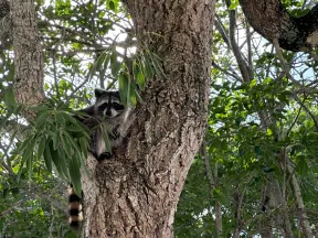 Raccoon perched on a large tree trunk surrounded by green leaves and branches in a forest setting.