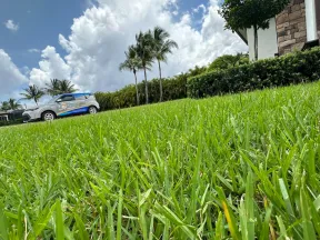 Close-up of fresh green lawn with palm trees, a parked car, and a bright blue sky with clouds in the background.
