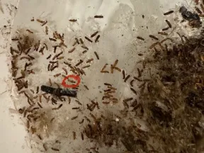 Numerous small brown larvae clustered on a light surface with dirt and debris scattered around.