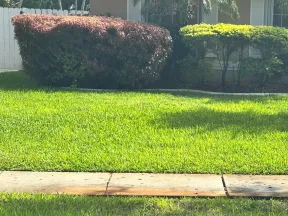 Green lawn with trimmed bushes and palm trees in front of a residential house under sunlight