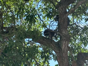 Two raccoons perched on branches of a leafy tall tree under a clear blue sky.