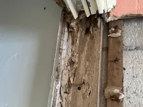 Close-up of severely damaged wood with insect nests near a door frame and adjacent concrete wall.
