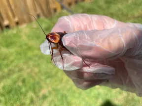 Gloved hand holding a large brown cockroach outdoors with grass and wooden fence in the background.