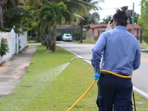 Person spraying lawn with herbicide using a hose on a residential street with palm trees and houses