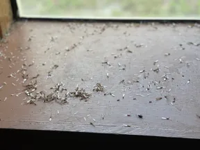 Close-up of a wooden surface covered with numerous tiny shed termite wings scattered near a window.