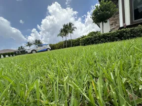 Close-up of a vibrant green lawn in front of a house with a service vehicle and palm trees under a sunny sky.