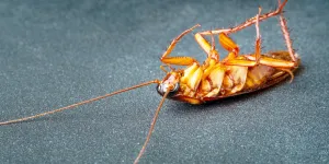 Close-up of a dead cockroach lying on its back with extended antennae on a dark surface.