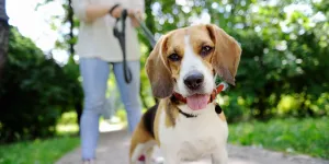 Beagle dog with tongue out on a leash held by a person walking in a green park on a sunny day