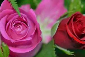 The Meanings of Different Funeral Flowers