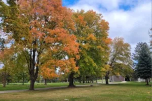 Roselawn Memorial Park