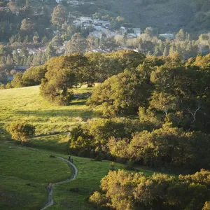 Curved dirt path winding through sunlit green hills and oak trees with houses visible in the distant background.