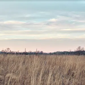 Open field with tall dry grass under a soft cloudy sky during late afternoon with sparse trees on horizon.