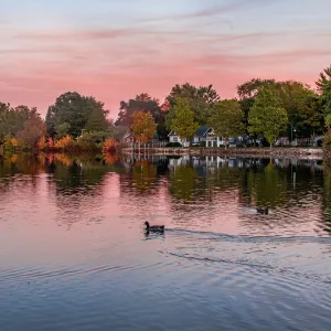 a couple of ducks swimming in a lake with trees and a house in the background