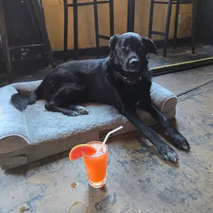 Black dog resting on a gray pet bed on worn wooden floor with orange drink and straw nearby.