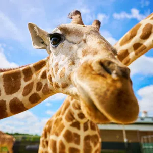 Close-up of a giraffe's face with long necks and blue sky in the background at a zoo or park