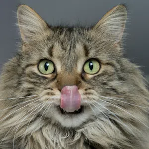 Close-up of a fluffy tabby cat with green eyes licking its nose against a gray background