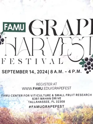 Grape Harvest Festival 2024