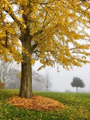 Large tree with bright yellow autumn leaves in foggy green park with scattered fallen leaves on grass.