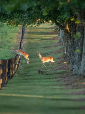 Two deer, one jumping over a wooden fence and the other standing beside it on a shaded tree-lined grassy path.