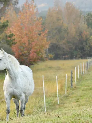 White horse standing near electric fence in autumn pasture with colorful trees in background