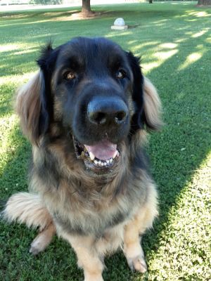 Arlo - 5 years of service